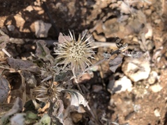 Dicoma arenaria