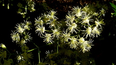 Clematis brasiliana