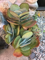 Kalanchoe luciae