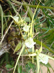 Brassia verrucosa