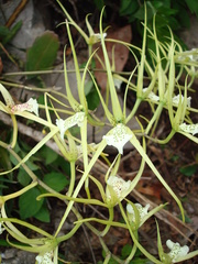 Brassia verrucosa
