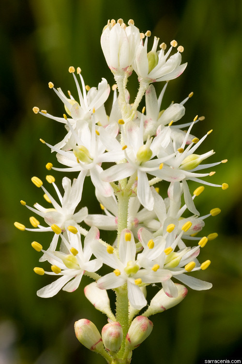 Triantha occidentalis ssp. occidentalis