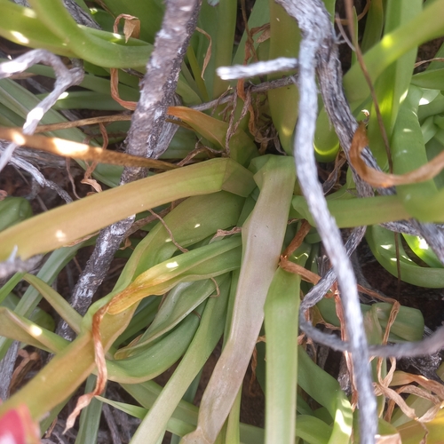 Bulbine alooides