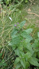 Clinopodium vulgare