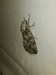 Prionoxystus robiniae