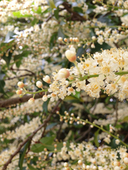 Prunus lusitanica