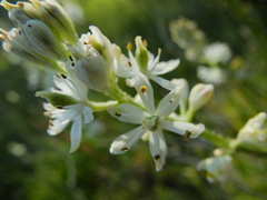 Triantha occidentalis occidentalis