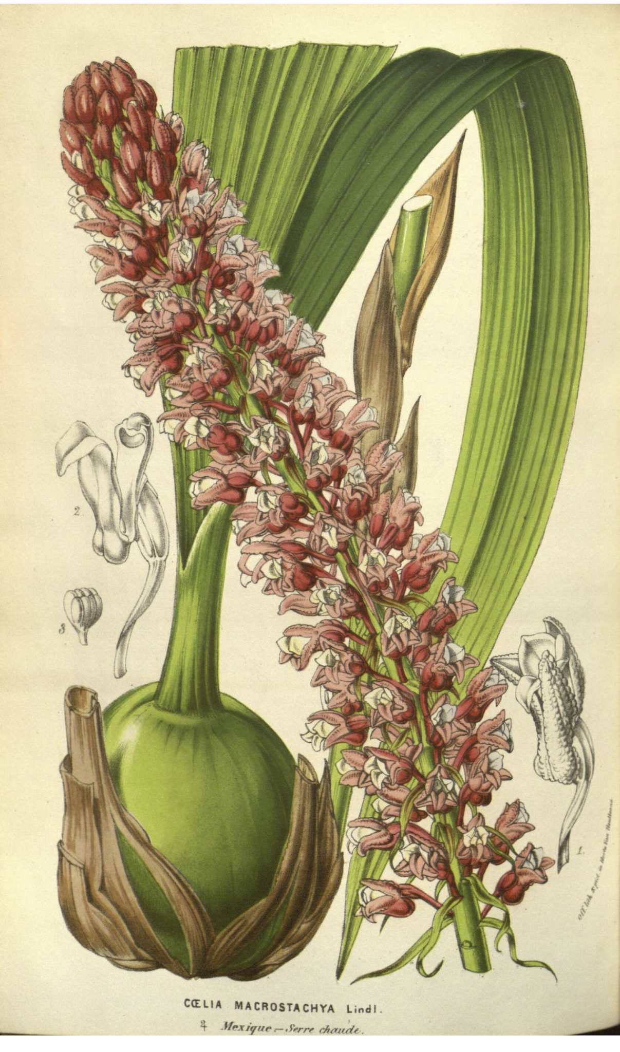Coelia