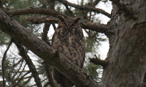 Great Horned Owl photographed in Maine