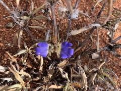 Blepharis subvolubilis