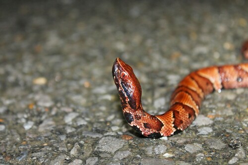 Northern Cottonmouth photographed in Tennessee