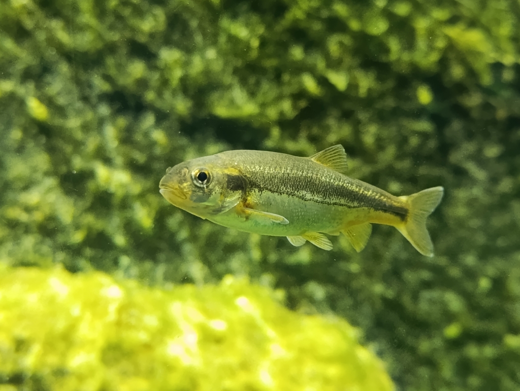 Karst dace
