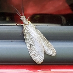 Chauliodes