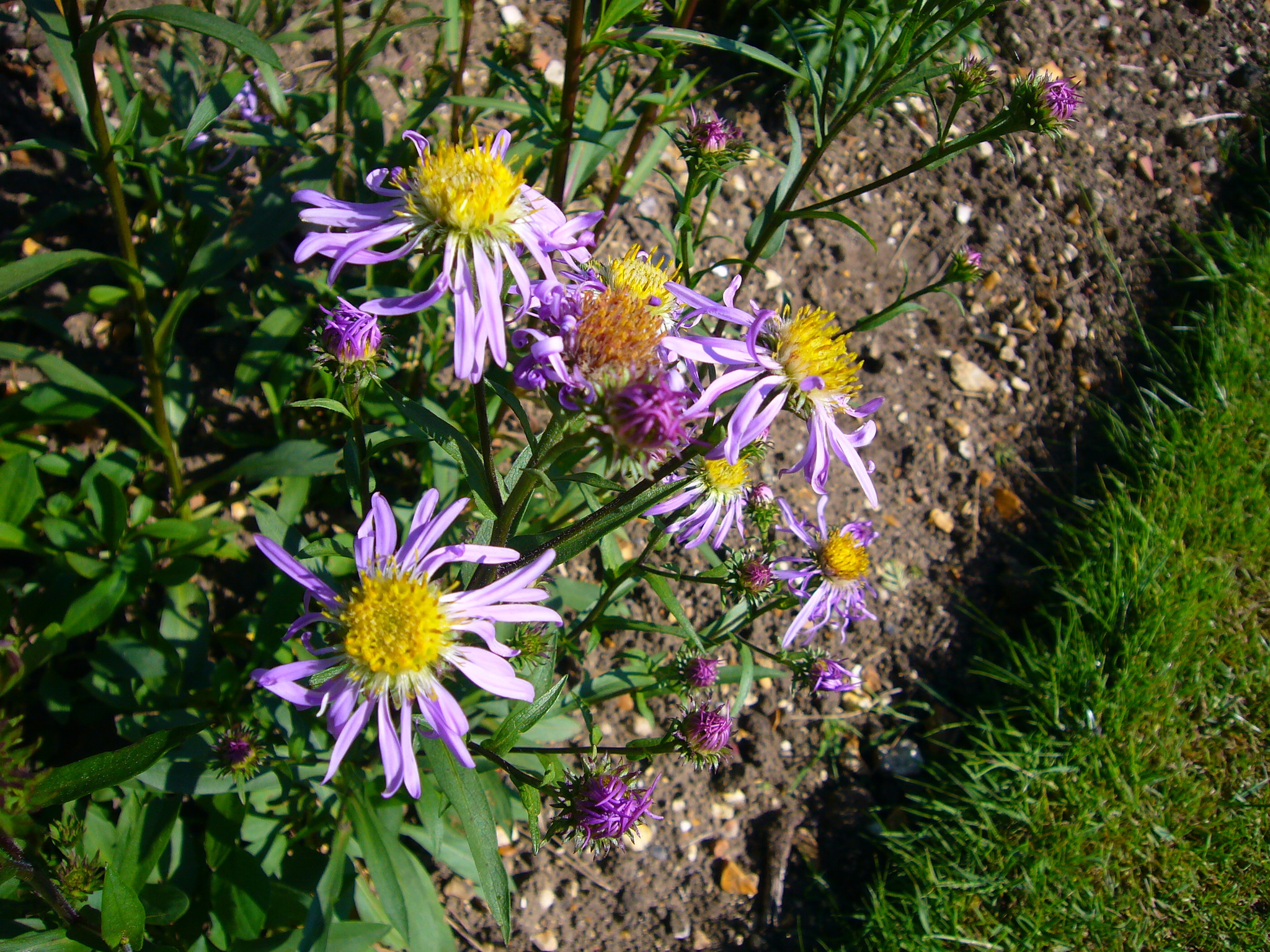 Symphyotrichum foliaceum var. parryi