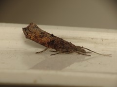 Ypsolopha horridella