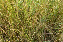 Eleocharis montevidensis