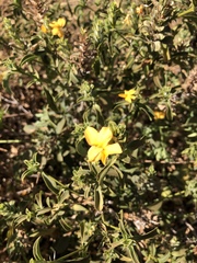 Barleria senensis