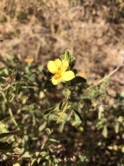 Barleria senensis