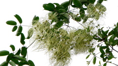 Clematis brasiliana