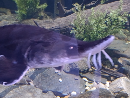 Beluga Sturgeon