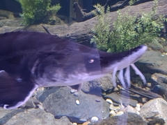Beluga photo 3