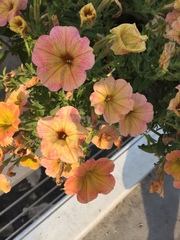 Angiospermae