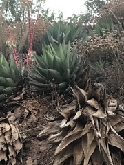 Agave shawii shawii