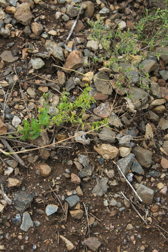 Image of Isatis Costata (Isatis costata) by (c) Dmitriy Bochkov, some rights reserved (CC BY)
