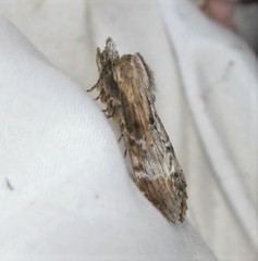 Dasylophia thyatiroides