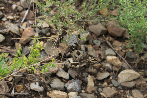 Image of Isatis Costata (Isatis costata) by (c) Dmitriy Bochkov, some rights reserved (CC BY)