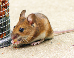 Long-Tailed Field Mouse photo 5