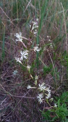 Silene tatarica