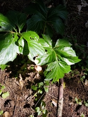 Acanthus mollis