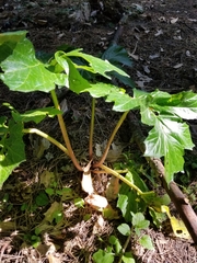 Acanthus mollis