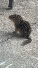 Ictidomys tridecemlineatus