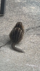 Ictidomys tridecemlineatus