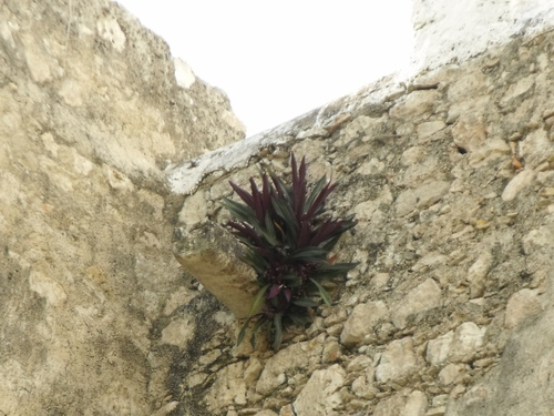 Tradescantia spathacea
