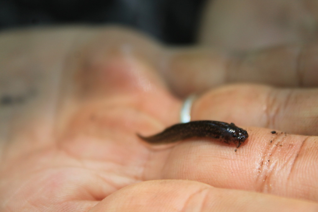 Trichomycterus davisi
