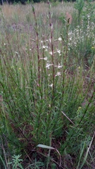 Silene tatarica