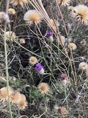 Parapolydora fastigiata