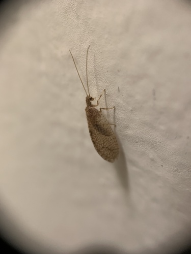 Micromus posticus photo 4
