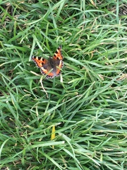 Aglais urticae