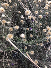 Parapolydora fastigiata