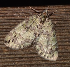 Hydriomena renunciata