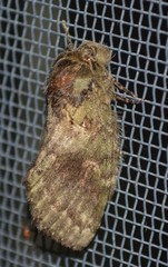 Cecrita biundata