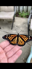 Danaus plexippus