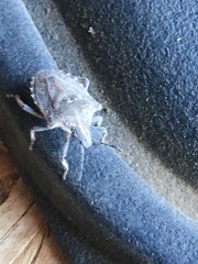 Prionosoma podopioides