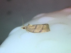 Argyrotaenia juglandana