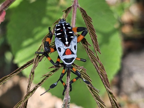 Pachylis gigas