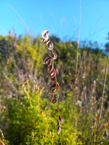 Melica violacea